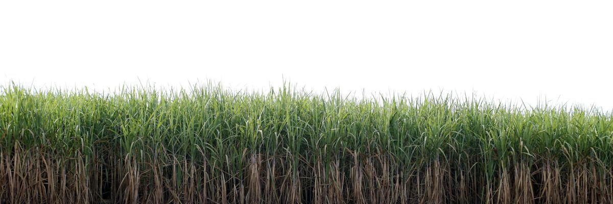 cane-field-g08481c4ea_1920